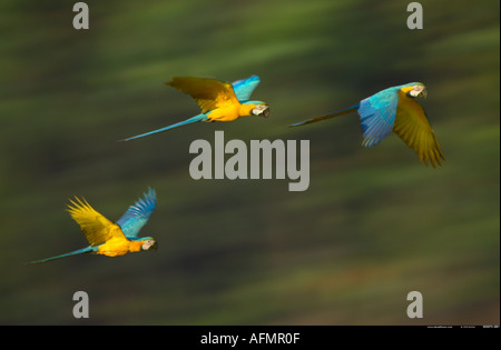 Blaue und gelbe Aras fliegen Tambopata Fluss Peru Stockfoto