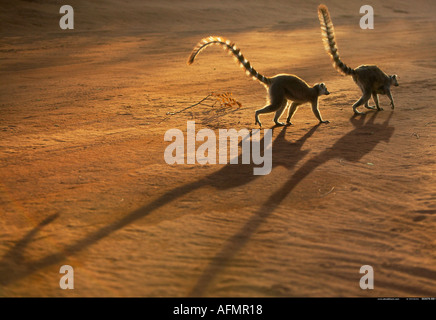 Schatten von zwei Ring-tailed Fuß Berenty Madagaskar Lemuren Stockfoto