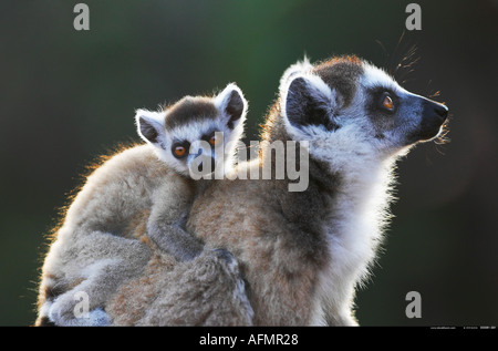 Mutter Ring tailed Lemur sitzend mit Baby auf dem Rücken Berenty Madagaskar Stockfoto