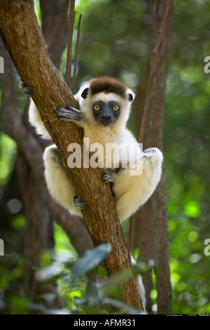 Ein Verreaux s Sifaka klammert sich an einen Baumstamm Berenty Madagaskar Stockfoto