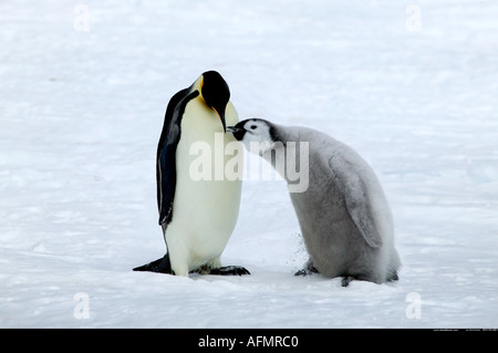 Kaiser-Pinguin Fütterung es s junge Nebengebiets Insel Antarktis Stockfoto