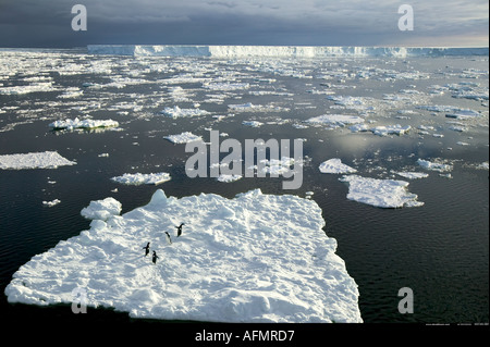 Adelie-Pinguine auf der Eisscholle vor B 15 der Welt s größte Eisberg Antarktis Stockfoto