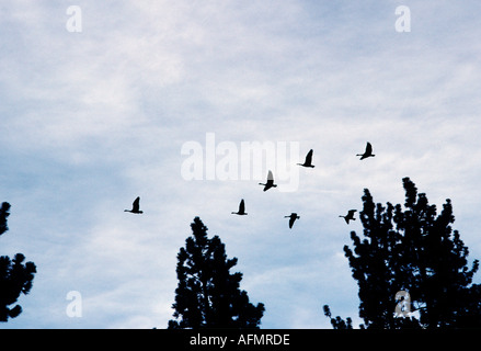 11986 Herde Gänse fliegen in Formation über Bäume entlang Westshore Lake Tahoe Kalifornien USA-Migration Stockfoto