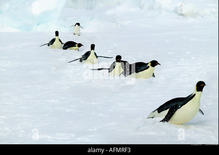 Erwachsene Kaiserpinguine auf eine lange Wanderung Nebengebiets Insel Antarktis Stockfoto