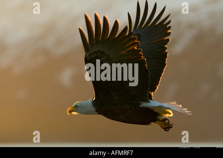 Adler im Flug Alaska Stockfoto