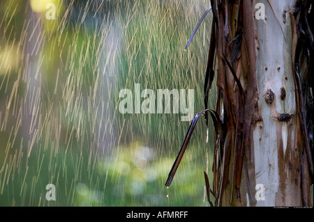 Eukalyptus-Baum bei Warrawong Erde Heiligtum Australia Stockfoto