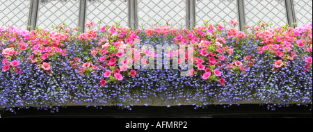 Panorama-Foto-Montage der rosa und lila Blüten in Blumenkörbe Stockfoto