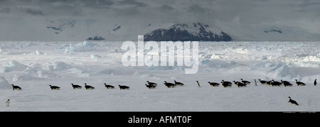 Kaiserpinguine auf ihrem Weg zurück in die Kolonie Nebengebiets Insel Antarktis Stockfoto