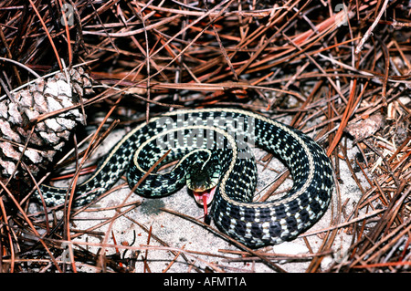 Östliche oder gewöhnliche Strumpfschlange Thamnophis sirtalis Bradenton Florida Hinterhof Reptilienherp Tongueus Stockfoto