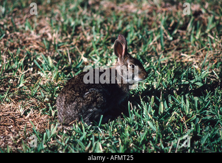 24434d östlichen Cottontail Kaninchen Sylvilagus Floridanus auf Rasen Bradenton Florida USA Leporidae Pflanzenfresser Ohren Säugetier Stockfoto