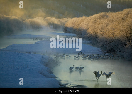 Tanzen Sie japanische Krane auf der Insel Hokkaido Japan Stockfoto