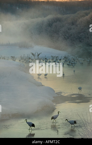 Japanische Krane auf der Insel Hokkaido Japan Stockfoto