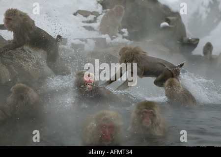 Schnee-Affe springt in Hot Springs Nationalpark Jigokudani Japan Stockfoto