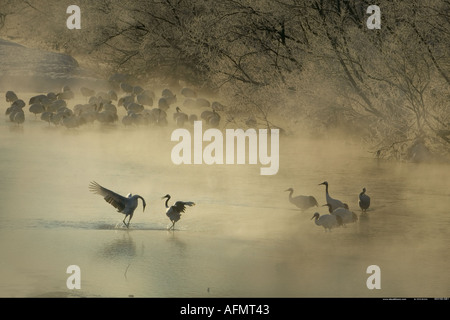 Japanische Kran Verbeugung vor seinem Kumpel Insel Hokkaido Japan Stockfoto