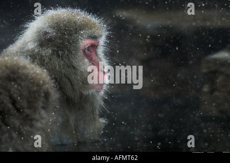 Snow Monkey Jigokudani Nationalpark Japan Stockfoto