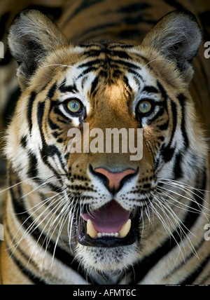 Bengal Tiger Bandhavgarh Indien Stockfoto
