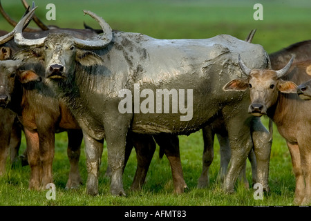 Asiatische Büffel Familie Kaziranga Indien Stockfoto