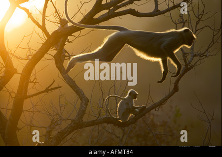 Hanuman-Languren springen durch die Baumwipfel Bandhavgarh Indien Stockfoto