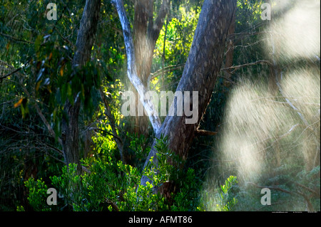 Erde Warrawong Sanctuary Australien Stockfoto