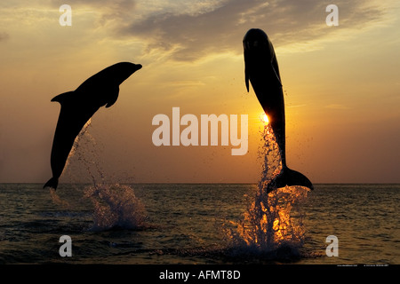 Zwei Tümmler Silhouette gegen den Sonnenuntergang Honduras Stockfoto