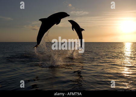 Bottlenose Delphine springen bei Sonnenuntergang Honduras Stockfoto