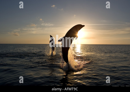 Bottlenose Delphine springen bei Sonnenuntergang Honduras Stockfoto