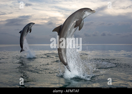 Bottlenose Delphine springen aus dem Wasser Honduras Stockfoto