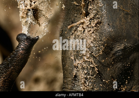 Indischer Elefant, Spritzen sich selbst mit Wasser Bandhavgarh Indien Stockfoto