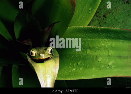 Weiß gesäumt Blatt Frosch Pastaza Amazonas Regenwald Ecuadors Stockfoto