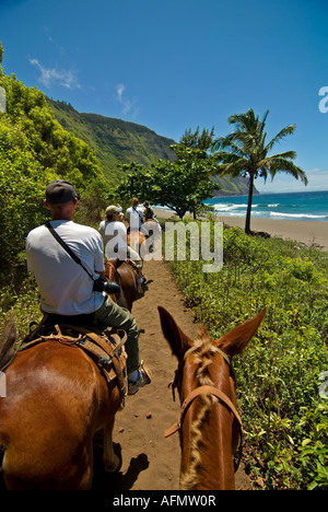 Molokai Mule Ride Hawaii Insel Kalaupapa National Park Stockfoto