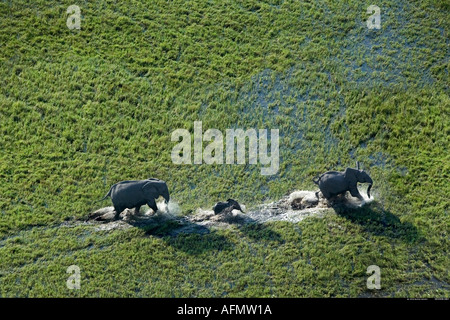 Luftaufnahme der Elefantenfamilie Okavango Delta, Botswana Stockfoto