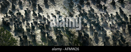 Luftaufnahme einer Herde afrikanischer Büffel laufen durch den Sumpf Okavango Delta, Botswana Stockfoto