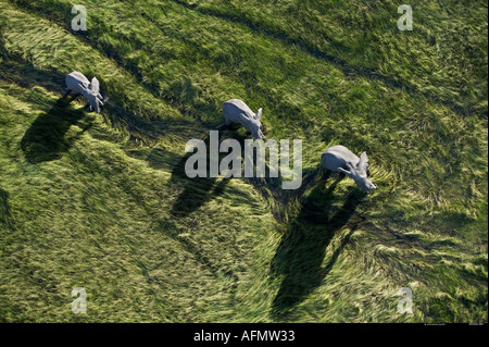 Drei Elefanten Schatten fotografiert Botswana Okavango Delta aus der Luft Stockfoto