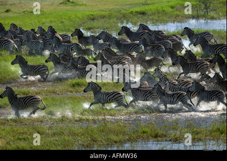 Zebra-Herde durch Sumpf, fotografiert aus der Luft Botswana Okavango Delta Stockfoto