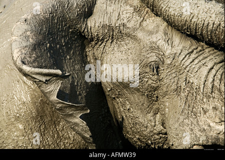 Afrikanische Elefanten in Botswana Schlamm verkrustet Stockfoto