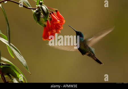 Funkelnden violetten Ohr Kolibri Fütterung während des Schwebeflugs vor Blume Mindo Nebelwald Anden Ecuador Südamerika Stockfoto