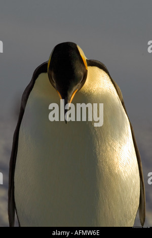 Kaiser-Pinguin Cape Washington Antarktis Stockfoto