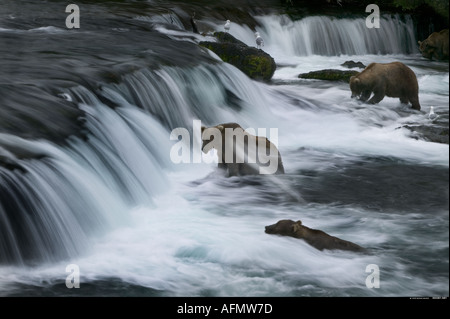 Braunbären Angeln am Brooks Falls Katmai Nationalpark, Alaska Stockfoto