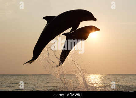 Bottlenose Delphine springen bei Sonnenuntergang Honduras Stockfoto