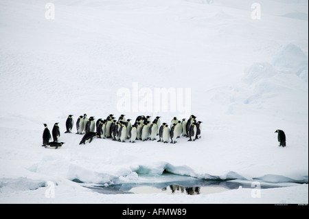 Kaiserpinguine auf Nebengebiets Insel Antarktis Stockfoto