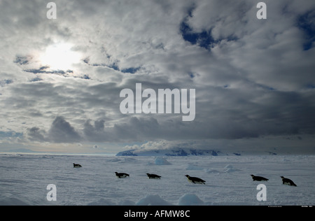 Rodeln am Nebengebiets Insel Antarktis Kaiserpinguine Stockfoto