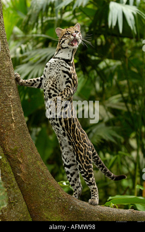 Ozelot-Amazonas-Regenwald-Ecuador Stockfoto