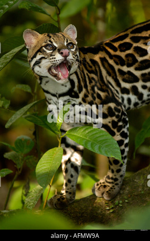 Ozelot-Amazonas-Regenwald-Ecuador Stockfoto