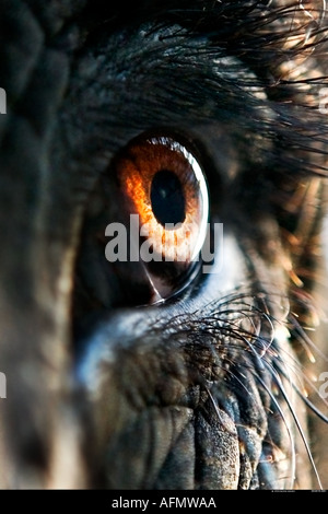 Nahaufnahme des Auges eines indischen Elefanten Jaipur Indien Stockfoto