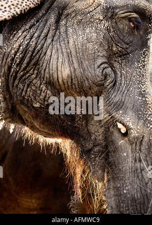 Profil von indischer Elefant Jaipur Indien hautnah Stockfoto