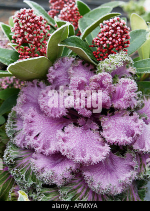 Rotkohl mit Rauhreif bedeckt Stockfoto