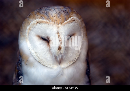 Eule auf ein Raubvogel-Heiligtum Stockfoto