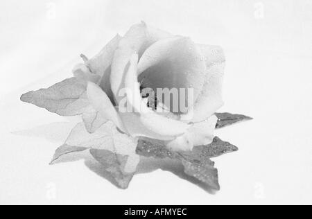 Eine rose Hochzeit Knopfloch in Monochrom Stockfoto