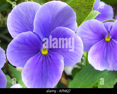 Nahaufnahme von lila Stiefmütterchen Stockfoto