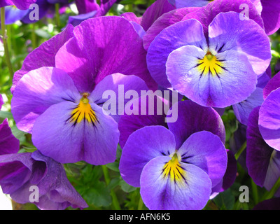 Nahaufnahme von lila Stiefmütterchen Stockfoto